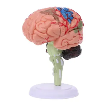 L21D 4D Razstaviti Anatomski Model Človeških Možganov Anatomijo Medicinske učni pripomoček Statu