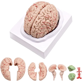 Človeški Možgani Model,Življenje Velikost Človeških Možganov Anatomija Model Z Zaslonom Znanja, Za Znanost Razredu Študija & Poučevanje Zaslon
