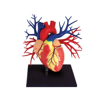 4D Človeške Anatomije Premium Deluxe Srce Organov Model, Snemljiv Medicinske Dobavo v Razredu Poučevanje
