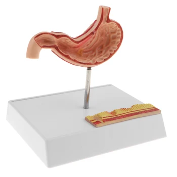 PVC Človeški Želodec, Anatomski, ki Prikazuje Model z Osnovno - Zdravstveni Anatomija Študija Prikaz Model Komplet 18 x 13 x 17 cm